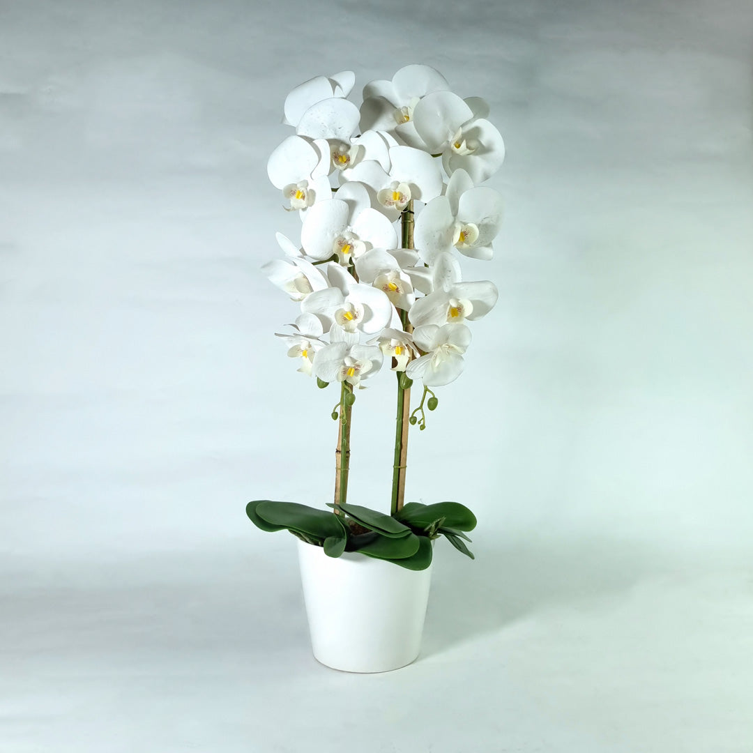 White Orchid Potted Plant