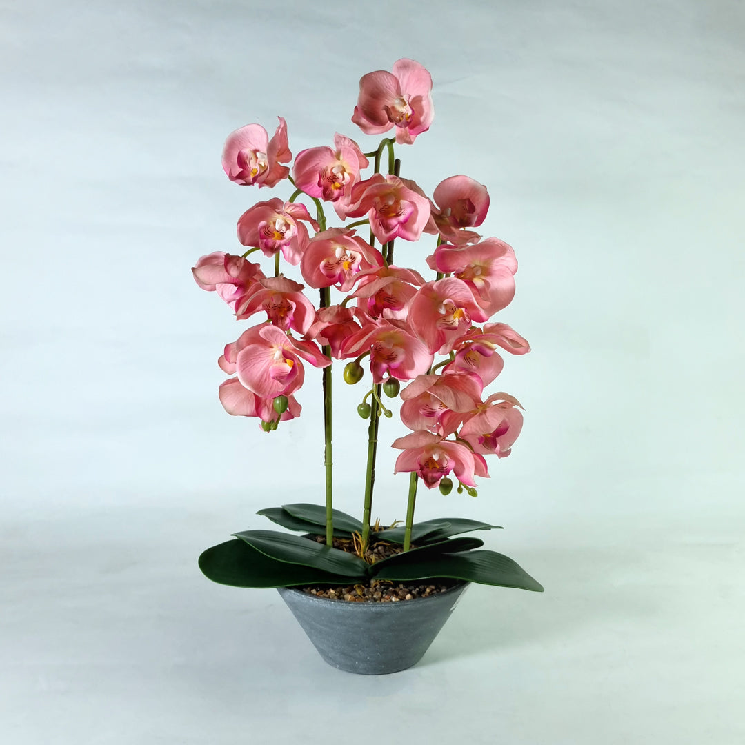 Pink Orchid Potted Plant