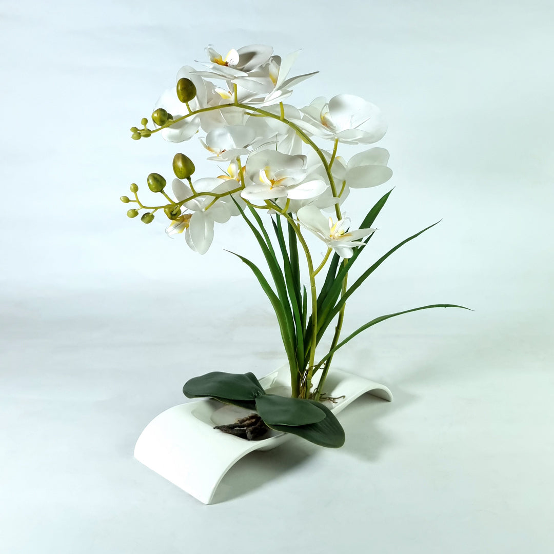 White Lilly Potted Plant