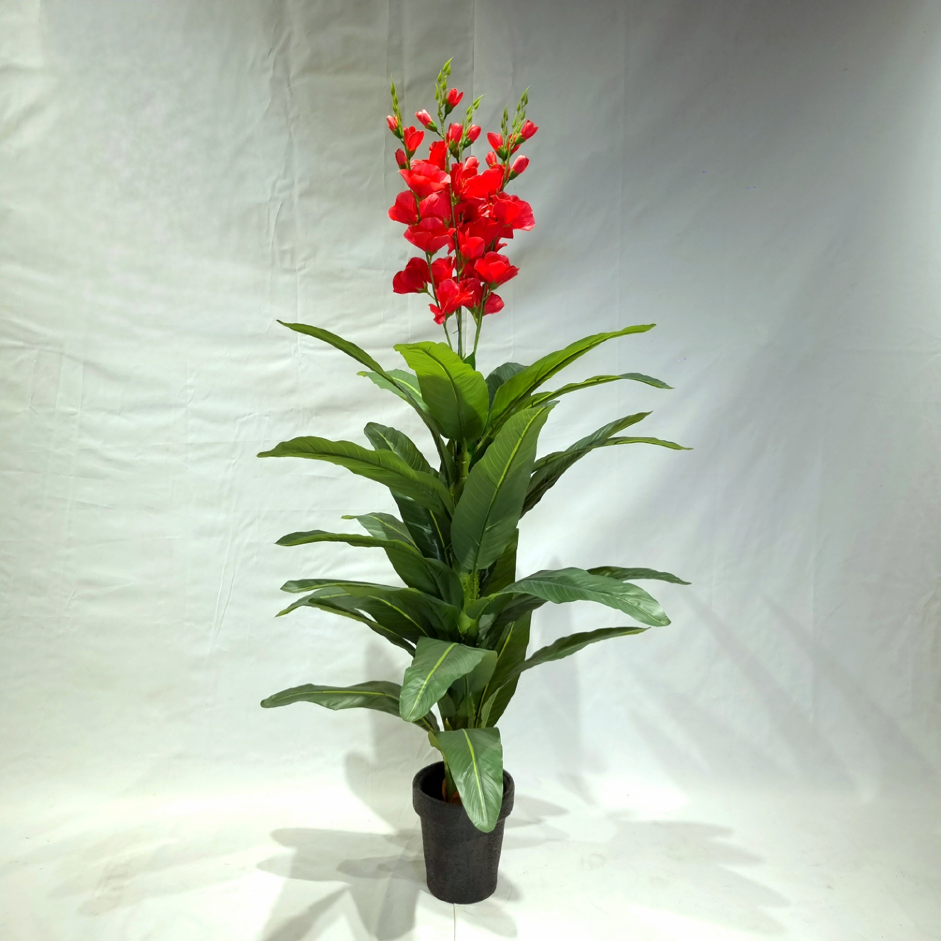 Red Blossom Plant