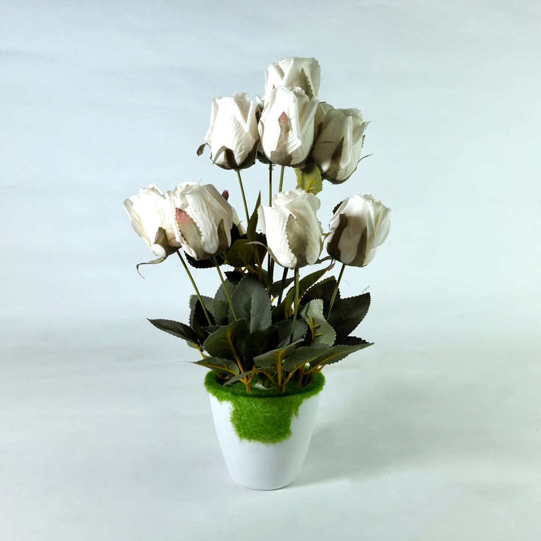 White Tulip Flowers Potted Plant