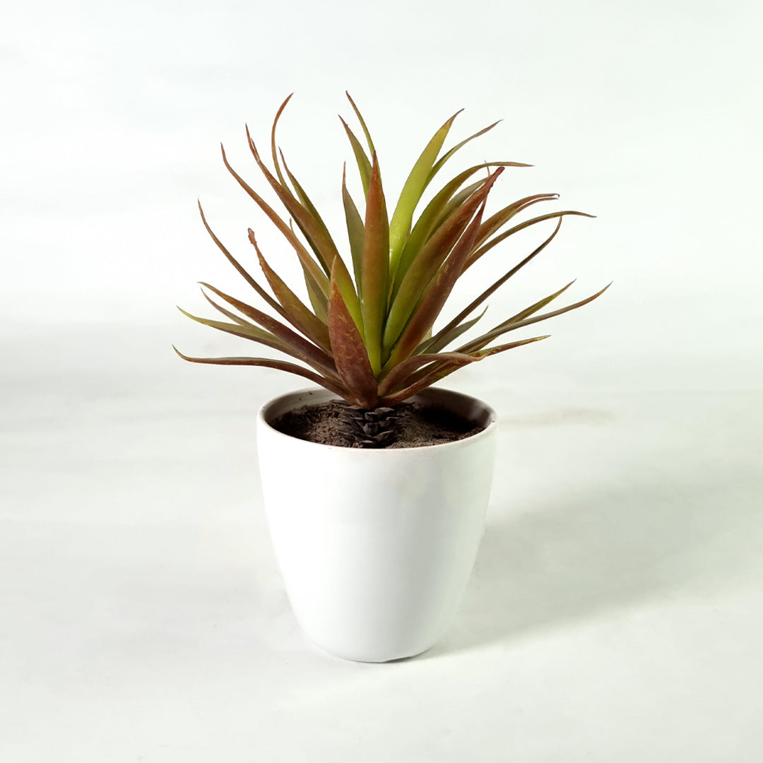 Succulent Green Potted Plant