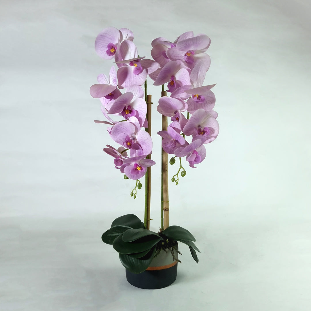Purple Orchid Potted Plant