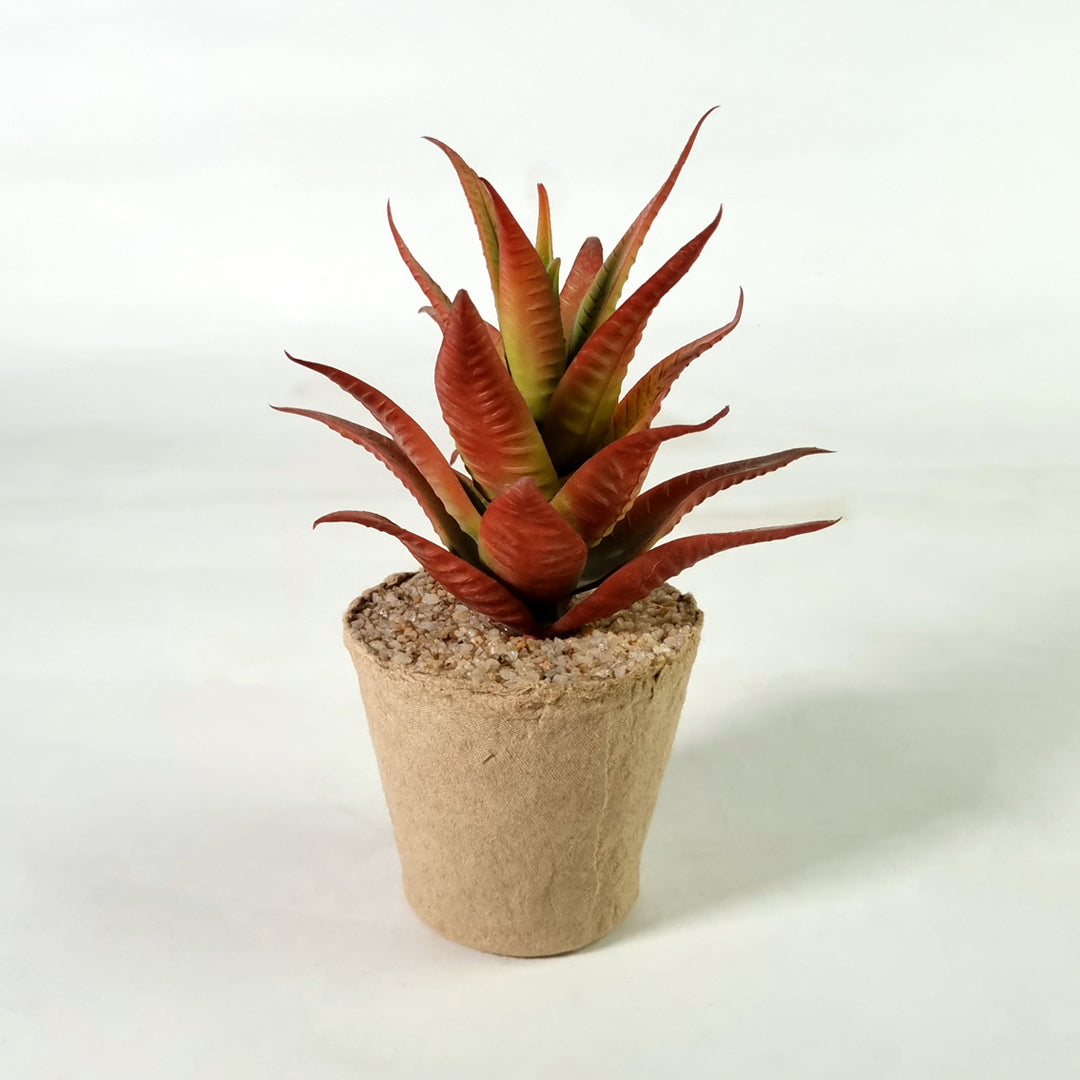 Succulent Red Potted Plant